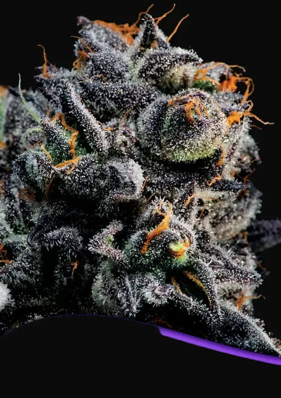 Auto Blueberry Banana