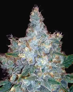 Auto Blueberry Berry