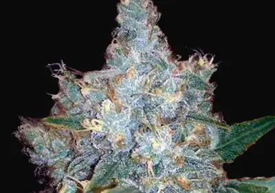 Auto Blueberry Berry