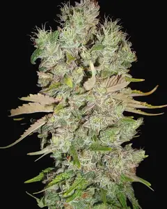 Auto Blueberry Domina