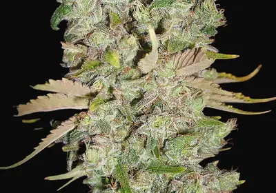 Auto Blueberry Domina
