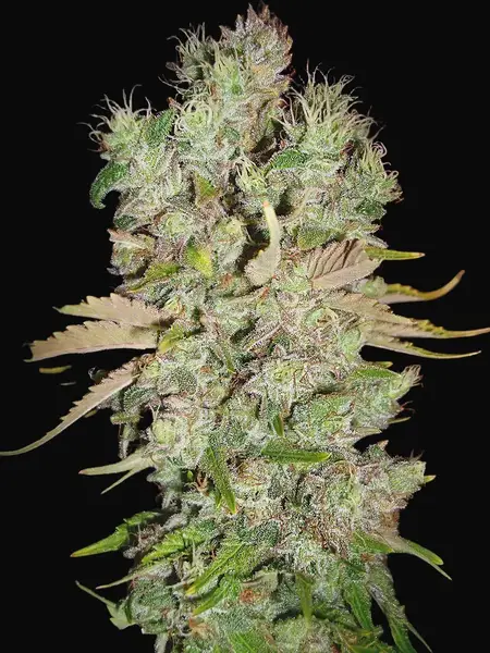 Auto Blueberry Domina