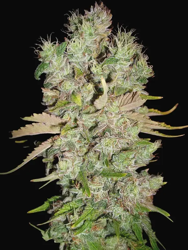 Auto Blueberry Domina