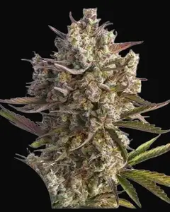 Auto Blueberry