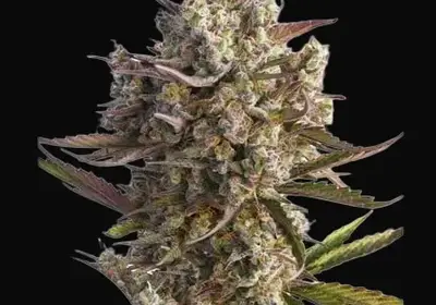 Auto Blueberry