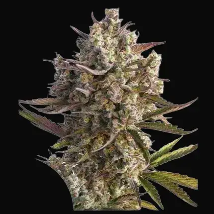 Auto Blueberry