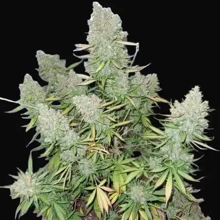 Auto Blueberry — zdjęcie 3