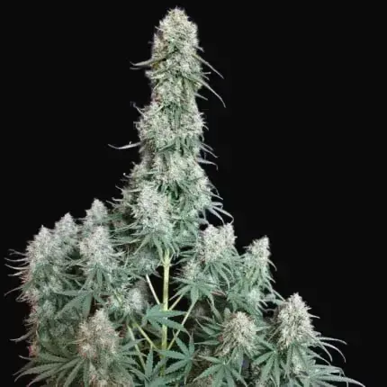 Auto Blueberry — zdjęcie 5