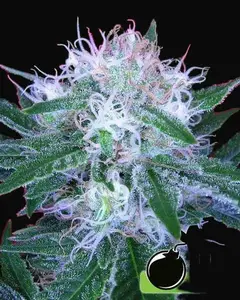 Auto Bomb