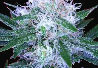 Auto Bomb