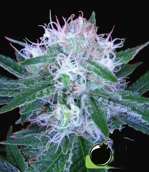Auto Bomb