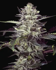 Brain Stroke Auto
