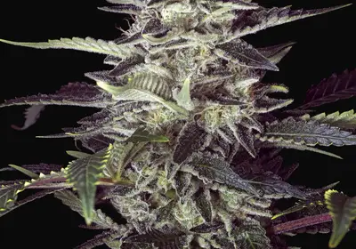 Brain Stroke Auto