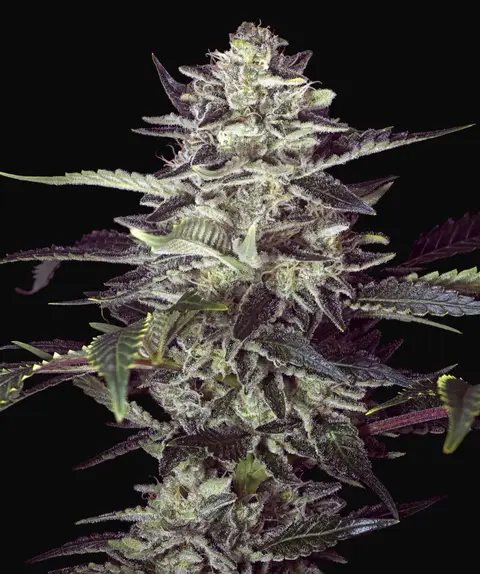 Brain Stroke Auto