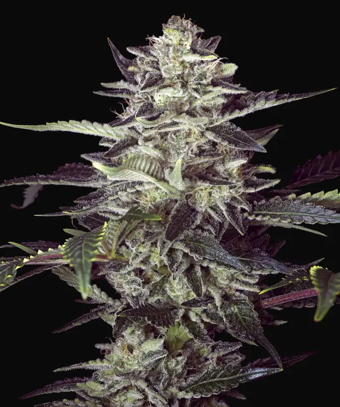 Brain Stroke Auto