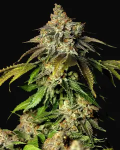 Auto Bruce Banner 5