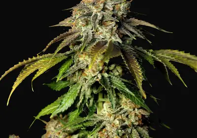 Auto Bruce Banner 5