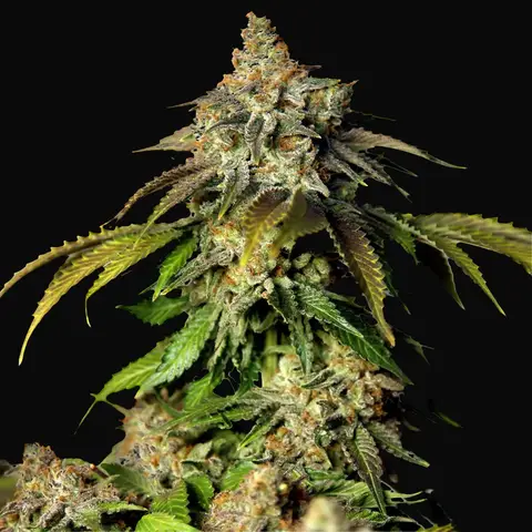 Auto Bruce Banner 5