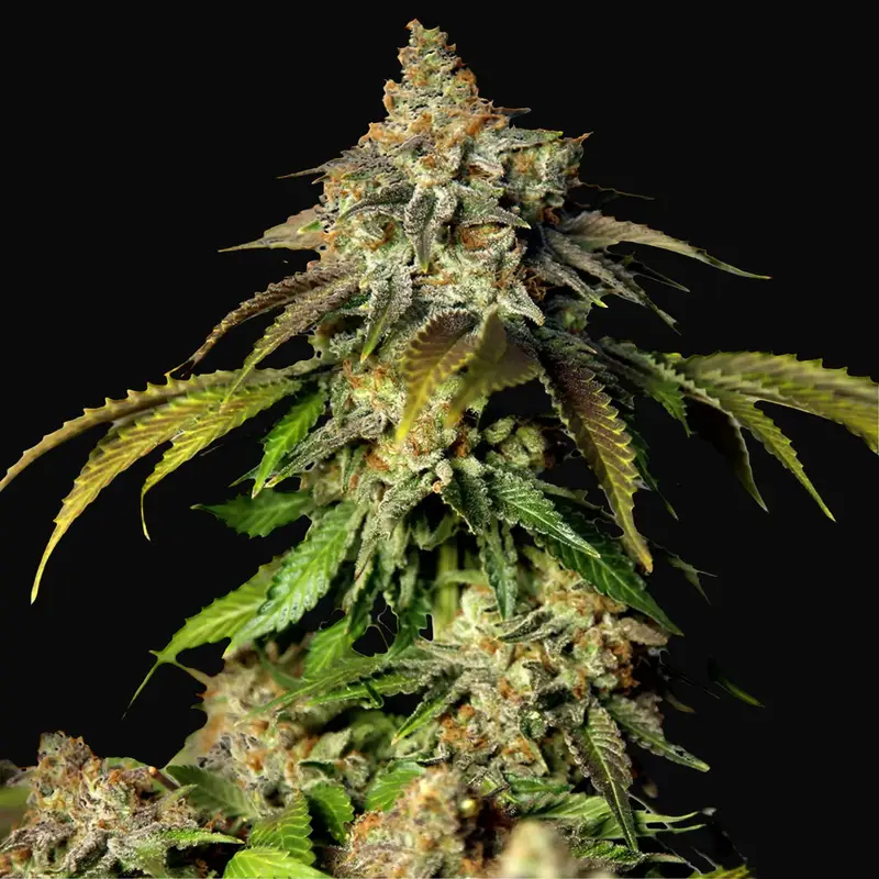 Auto Bruce Banner 5