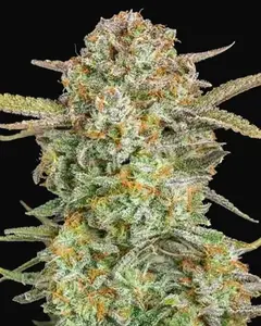 Auto Bruce Banner XXL