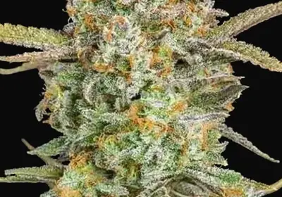 Auto Bruce Banner XXL