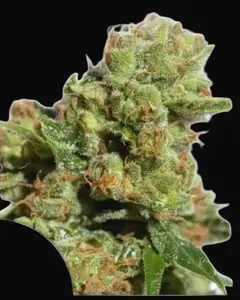 Auto Bruce Lemon Diesel