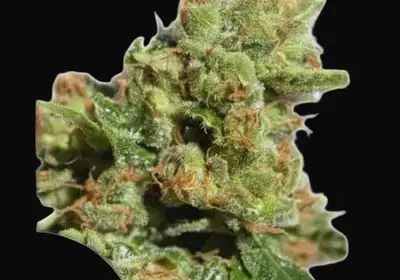 Auto Bruce Lemon Diesel