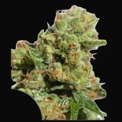 Auto Bruce Lemon Diesel