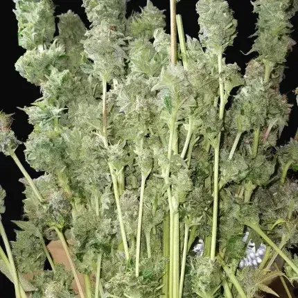 Auto Bruce Lemon Diesel — zdjęcie 2