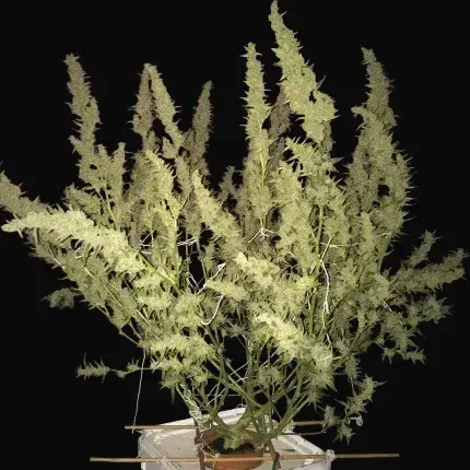 Auto Bruce Lemon Diesel — zdjęcie 4