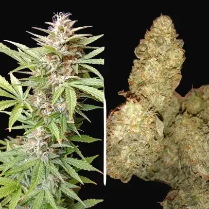 Auto Bruce Lemon Diesel — zdjęcie 3