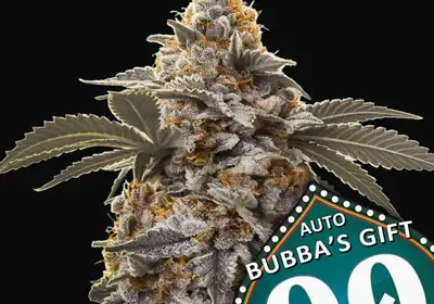 Auto Bubba's Gift