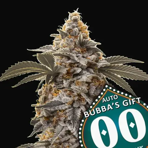 Auto Bubba's Gift