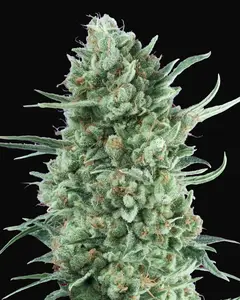 Auto Bubble Gum