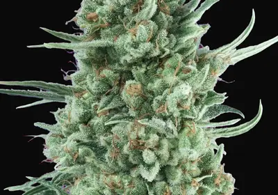 Auto Bubble Gum