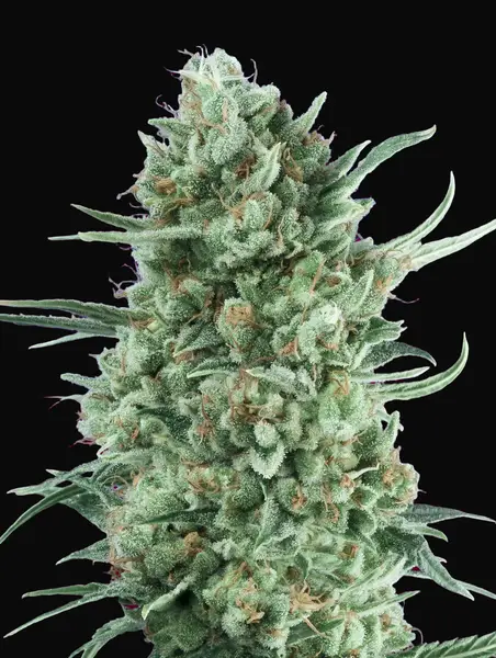 Auto Bubble Gum