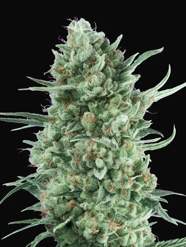Auto Bubble Gum