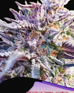 Auto BubbleGum