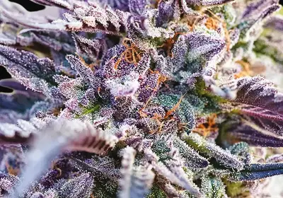 Auto BubbleGum