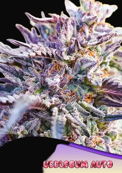 Auto BubbleGum