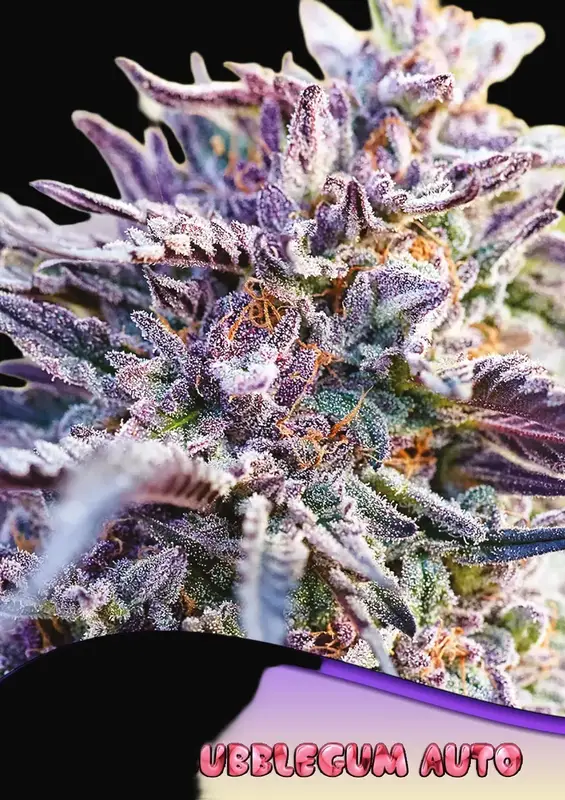Auto BubbleGum