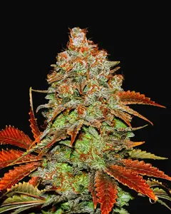 Auto Bubblegum Extra