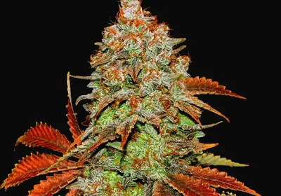 Auto Bubblegum Extra
