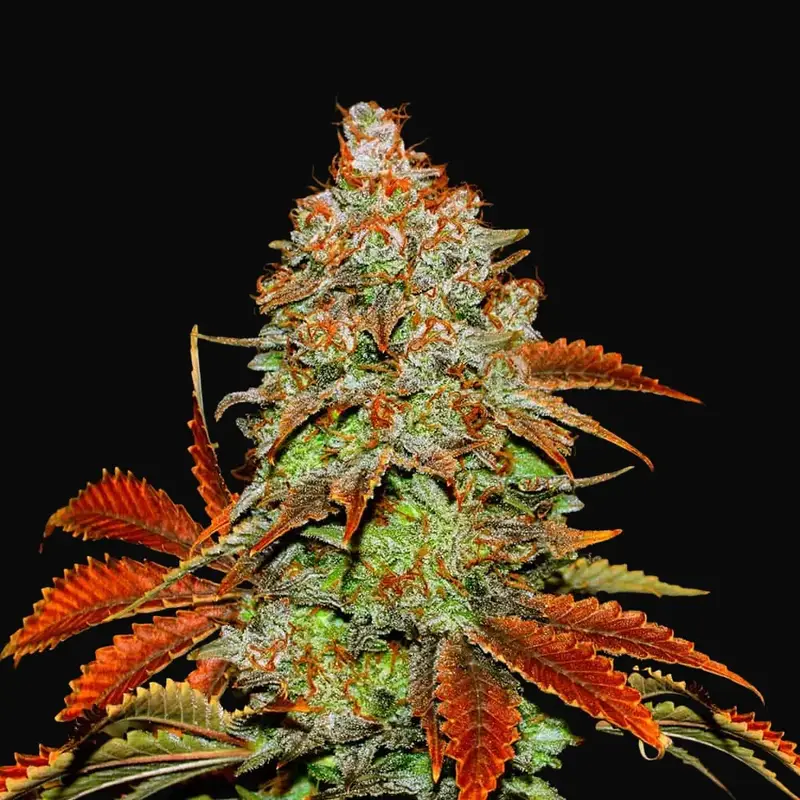 Auto Bubblegum Extra