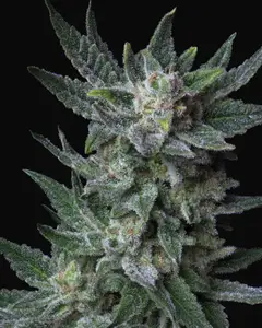 Auto Bubblegum