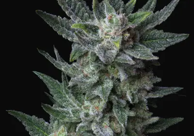 Auto Bubblegum