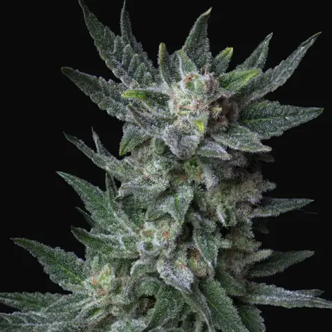 Auto Bubblegum