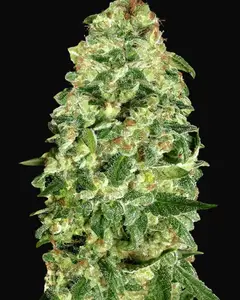 Auto California Kush