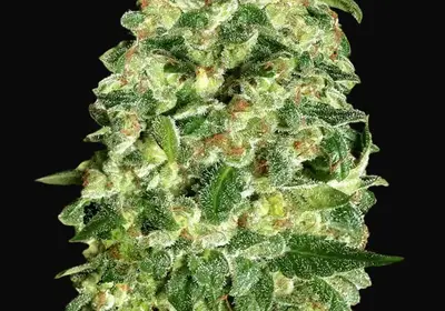Auto California Kush