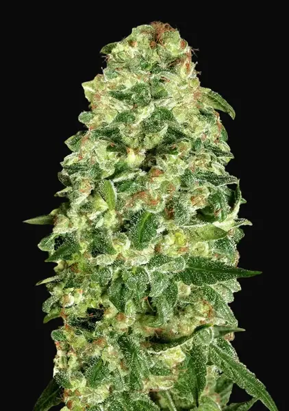 Auto California Kush